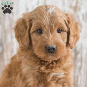 Jedrick, Mini Goldendoodle Puppy